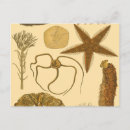 Recherche de algues cartes postales Anémone