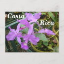 Recherche de orchidée cartes postales Beau