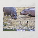 Recherche de oies sauvages cartes postales Faune