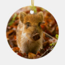 Recherche de sanglier ornements Porcelet