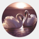 Recherche de coeur des cygnes autocollants Oiseaux