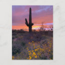 Recherche de cactus saguaro cartes postales Coucher de soleil
