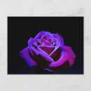 Recherche de rose pourpre cartes postales Violet
