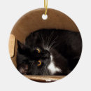 Recherche de kitty photographie Pour tous