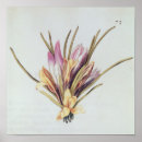 Recherche de safran posters Plante