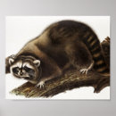 Recherche de ratons laveurs posters Vintage