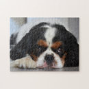 Recherche de cavalier king charles puzzles Chien