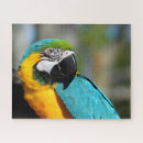 Recherche de aras puzzles Oiseau