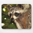 Recherche de ratons laveurs tapis souris Faune