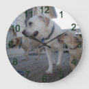 Recherche de labradors horloges Chien