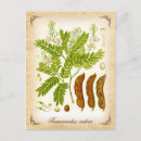 Recherche de illustration de fruit cartes postales Botanique