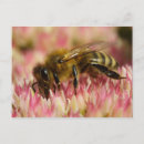 Recherche de api cartes postales Apis mellifera
