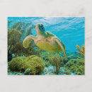 Recherche de corail dur Tortue verte
