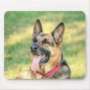 Recherche de shepard tapis souris Animal