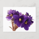 Recherche de violettes africaines cartes postales Blanc
