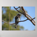 Recherche de phoebe posters Oiseaux