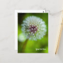 Recherche de lion blanc vœux cartes Nature