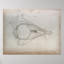Recherche de diagramme posters Oeil
