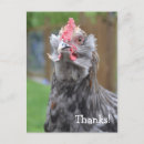 Recherche de drôle de poulet vœux cartes Coq