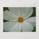 Recherche de fleur cosmos cartes postales Photographie florale