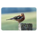 Recherche de baguettes magnets Toute personne