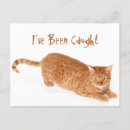 Recherche de abréviation cartes postales Chat