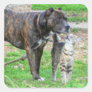 Recherche de terrier pitbull américain autocollants Bulle