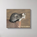 Recherche de toile de chat Tabby