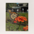 Recherche de migration de papillon Orange