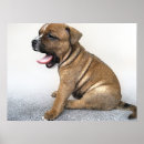 Recherche de staffordshire bull terrier posters Chiot