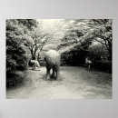 Recherche de éléphant noir et blanc posters Animaux sauvages