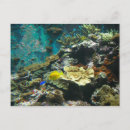 Recherche de monde marin cartes postales Aquarium