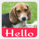 Recherche de de beagle carrés autocollants Chien