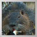 Recherche de castor posters Rongeur