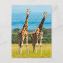 Recherche de animaux savane cartes postales Afrique