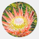 Recherche de protea autocollants Fleur