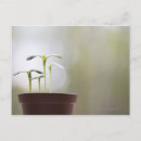 Recherche de nouvelle vie cartes postales Horizontale