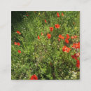 Recherche de coquelicots cartes visite Nature