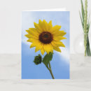 Recherche de fleurs de tournesol vœux cartes Plante