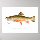 Recherche de truite de ruisseau posters Poissons