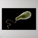 Recherche de photosynthèse posters Science