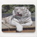 Recherche de tigre blanc tapis souris Faune