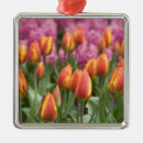 Recherche de lisse ornements Jacinthe