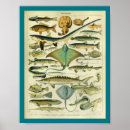 Recherche de anguilles posters Océan