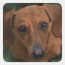 Recherche de chiot teckel autocollants Animal