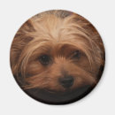 Recherche de terrier refrigérateur magnets Amusant