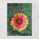 Recherche de pinceau indien cartes postales Texas