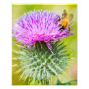 Recherche de chardon écossais posters Fleur