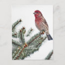 Recherche de conifère cartes postales Hiver