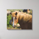 Recherche de poney impressions sur toile Ferme
